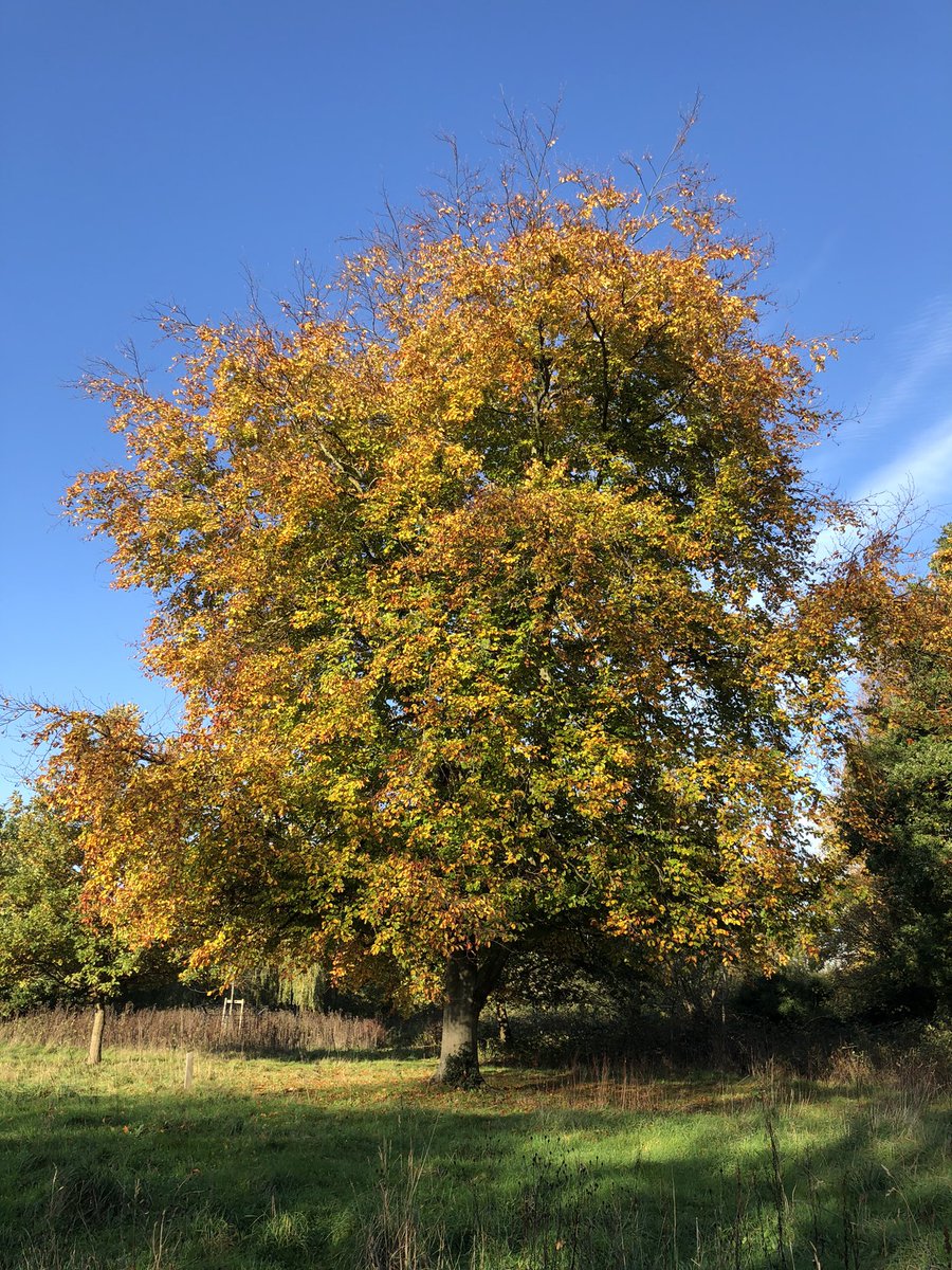 ValmanVal's tweet image. Explored the Colne Valley Iver walk. Views in the sun were beautiful. Did you know there is a brass rubbing trail at Swan Meadows?