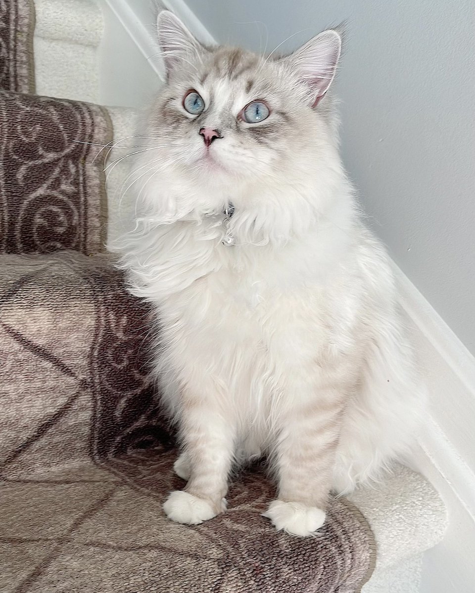 ehsanullahx's tweet photo. Happy 1st birthday Neo 😍
Miss you baby, will see you soon 🥹 #NeoTheCat #Neo #SiberianCat #kittycat https://t.co/JIdwhVbUU7