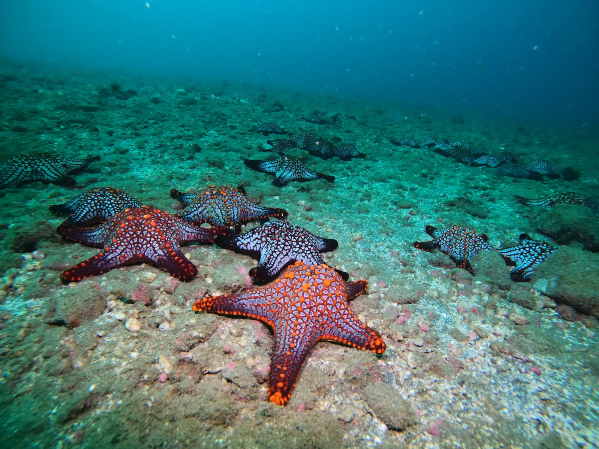 JulianaCorts20's tweet photo. #SalvemosParqueGorgona porque es el santuario nacional más grande de Colombia, hogar de ballenas, tortugas y delfines; debemos proteger las especies que lo habitan, es nuestro deber con la naturaleza. Unidos para defender patrimonio natural, no a la construcción de muelle militar https://t.co/FLBsncP9Rg