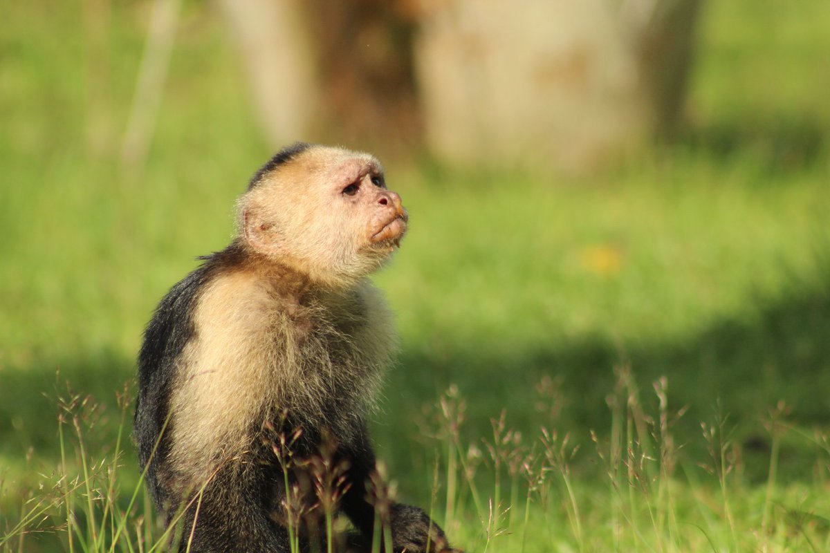JulianaCorts20's tweet photo. #SalvemosParqueGorgona porque es el santuario nacional más grande de Colombia, hogar de ballenas, tortugas y delfines; debemos proteger las especies que lo habitan, es nuestro deber con la naturaleza. Unidos para defender patrimonio natural, no a la construcción de muelle militar https://t.co/FLBsncP9Rg