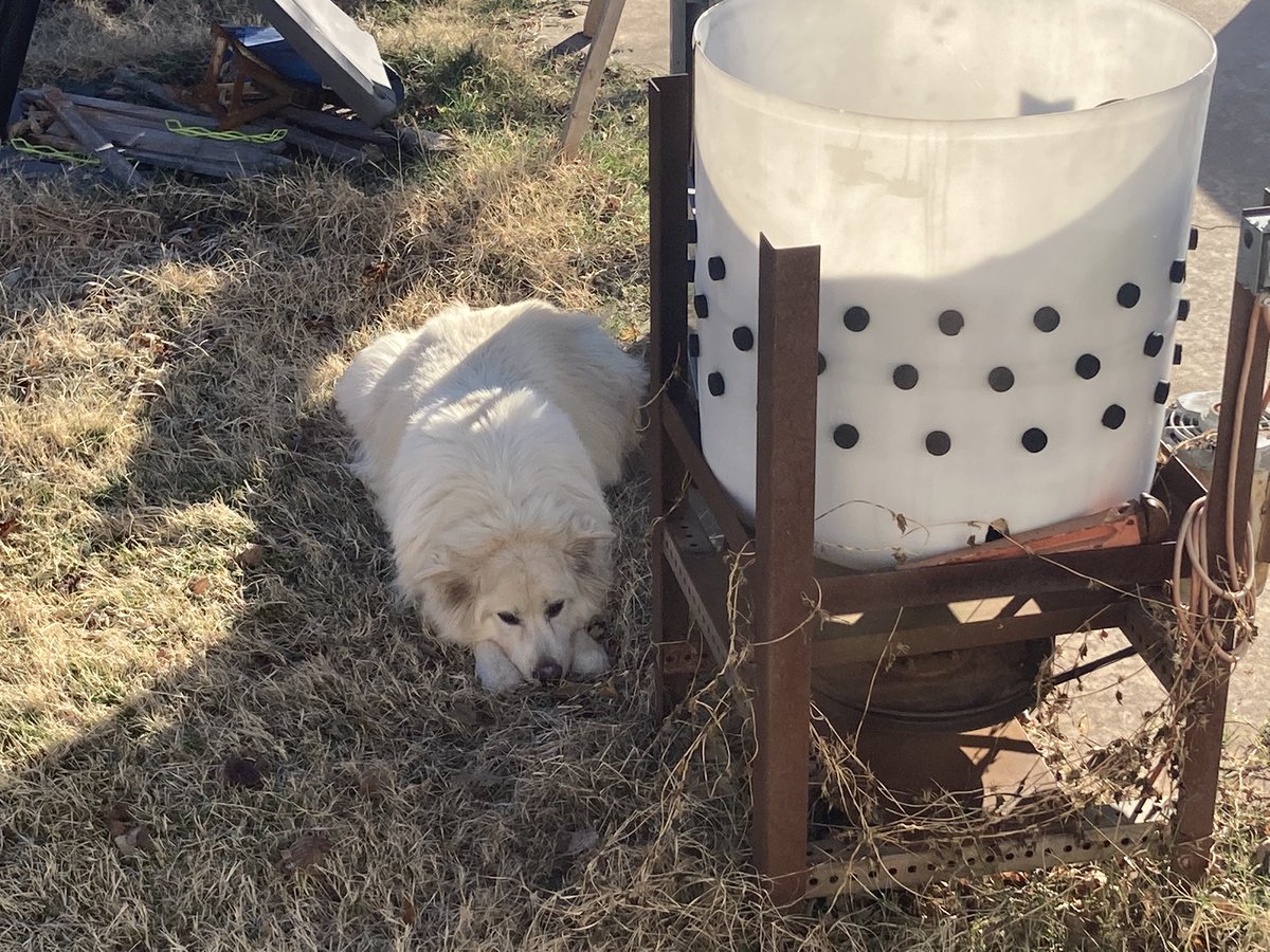 John1and1's tweet photo. Does your dog go outside and lay in the shade even when it’s 32 degrees out? #KnowYourPets https://t.co/DcI4mUKZgq