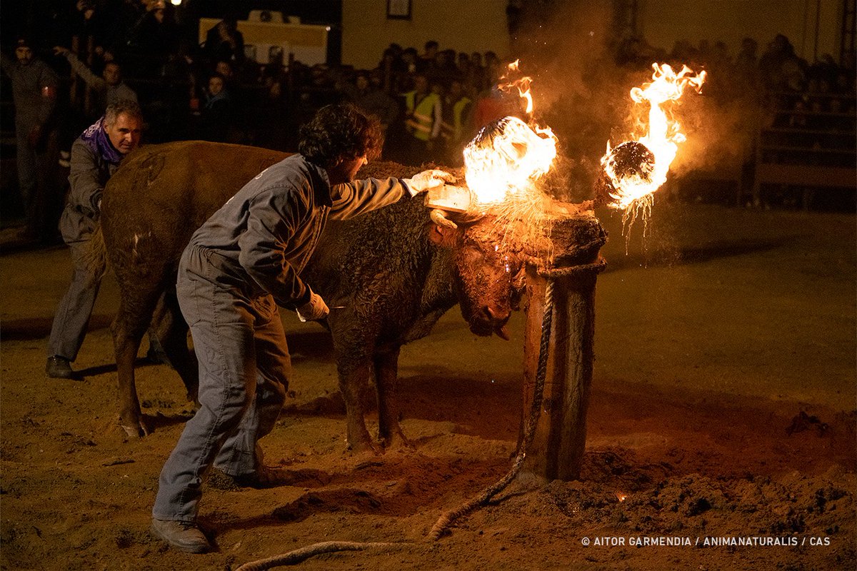 🇪🇸🔴 AnimaNaturalis y <a href="/CAS_Int/">CAS International</a>  documentamos el horror del #ToroJúbilo en Medinaceli, Soria.

Anoche presenciamos durante 48 minutos el sufrimiento del animal, desde su salida del callejón, ya con la boca ensangrentada, hasta que cae desplomado en la arena por agotamiento.