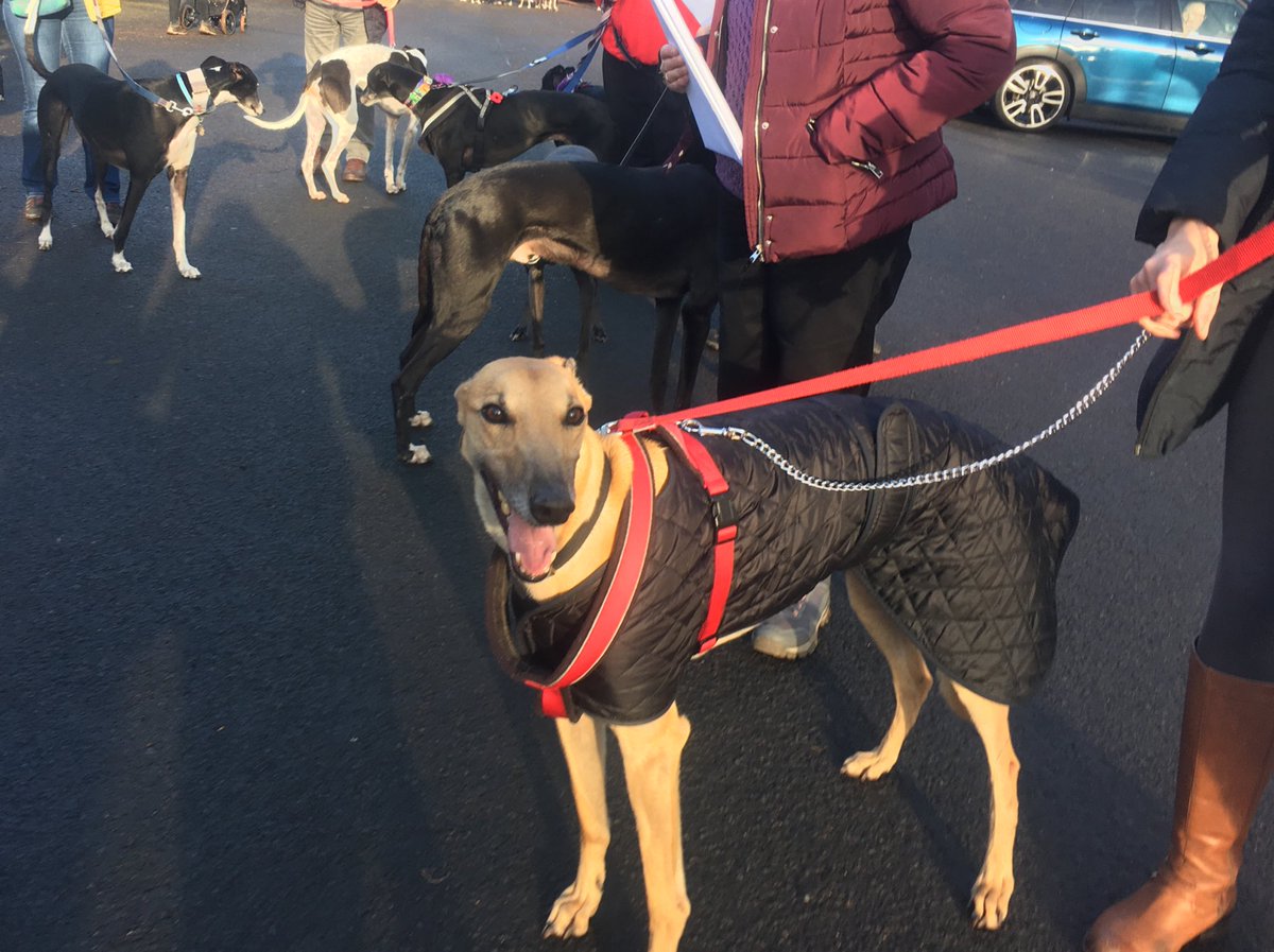 Greyhound Rescue Fife on Twitter "Between the raffle & £ a hound we