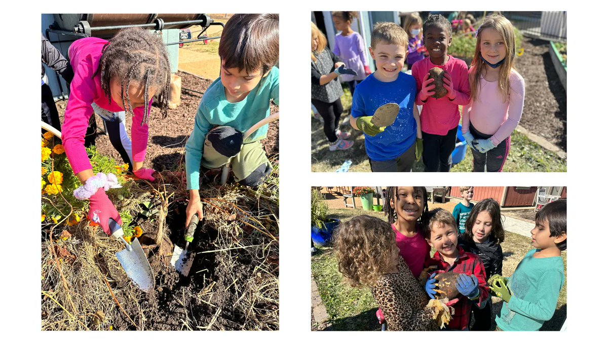 seed_stl's tweet photo. Youth Gardens: We highly recommend growing sweet potatoes! They're very low maintenance &amp; there are many curriculum connections that can be made.  

The kiddos @MRH_Schools Early Childhood Center's Kitchen Garden said they felt like "archeologists" searching for sweet potatoes. https://t.co/ypQWkSJQx4