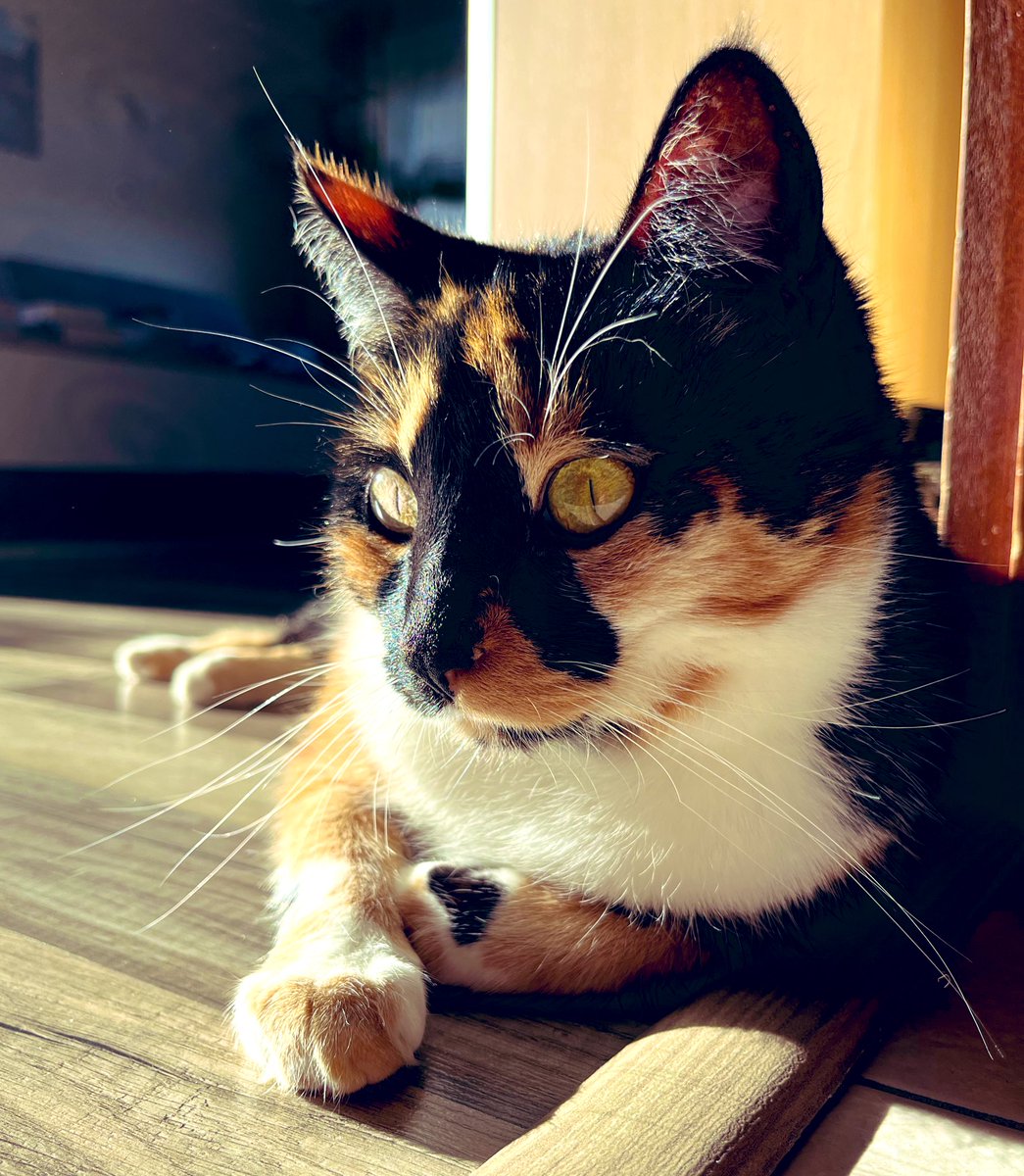 Every day is #Caturday 🐈 😎   #cats #CatsOfTwitter #CatsOnTwitter #CalicoCrew