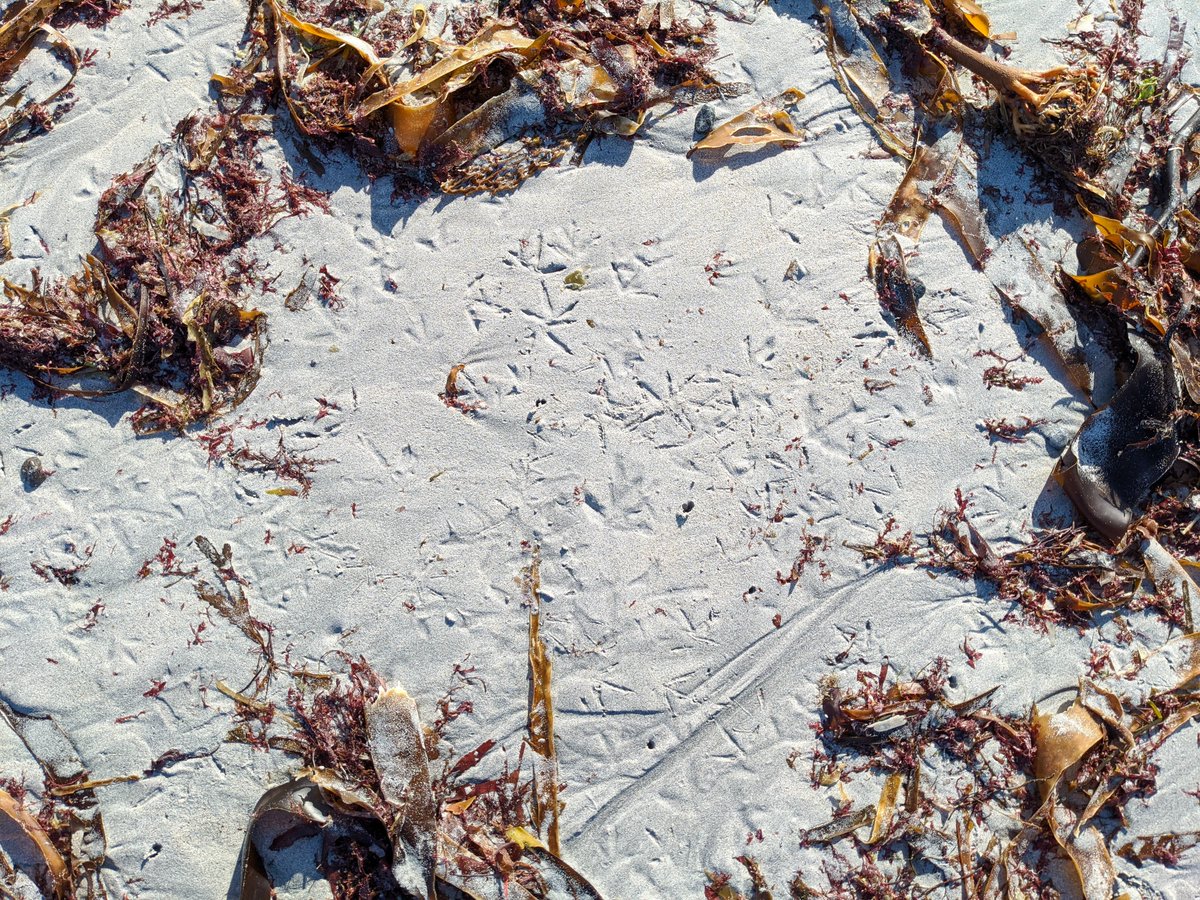 kashcahs's tweet photo. I haven't left Twitter yet (although I am testing the waters of Mastodon).
MOAR pics from Uist!
The beautiful beaches on the east coast of the island. https://t.co/sfOhs4OsoQ