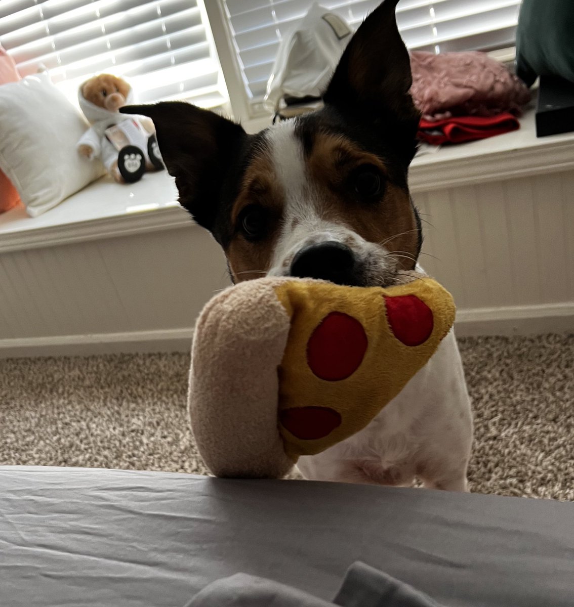 crypto_queen901's tweet photo. .@dominos my dog’s name is domino and he really wants pizza this morning. Can u hook him up plz? 
🥺🍕🐶 https://t.co/akcBWPdqrp