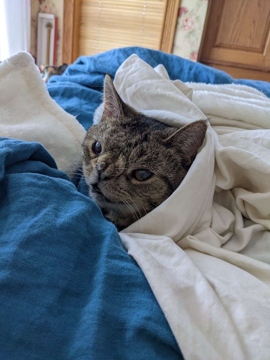 CatZamboni's tweet photo. Hiding from the snow https://t.co/P23bvdhXdu