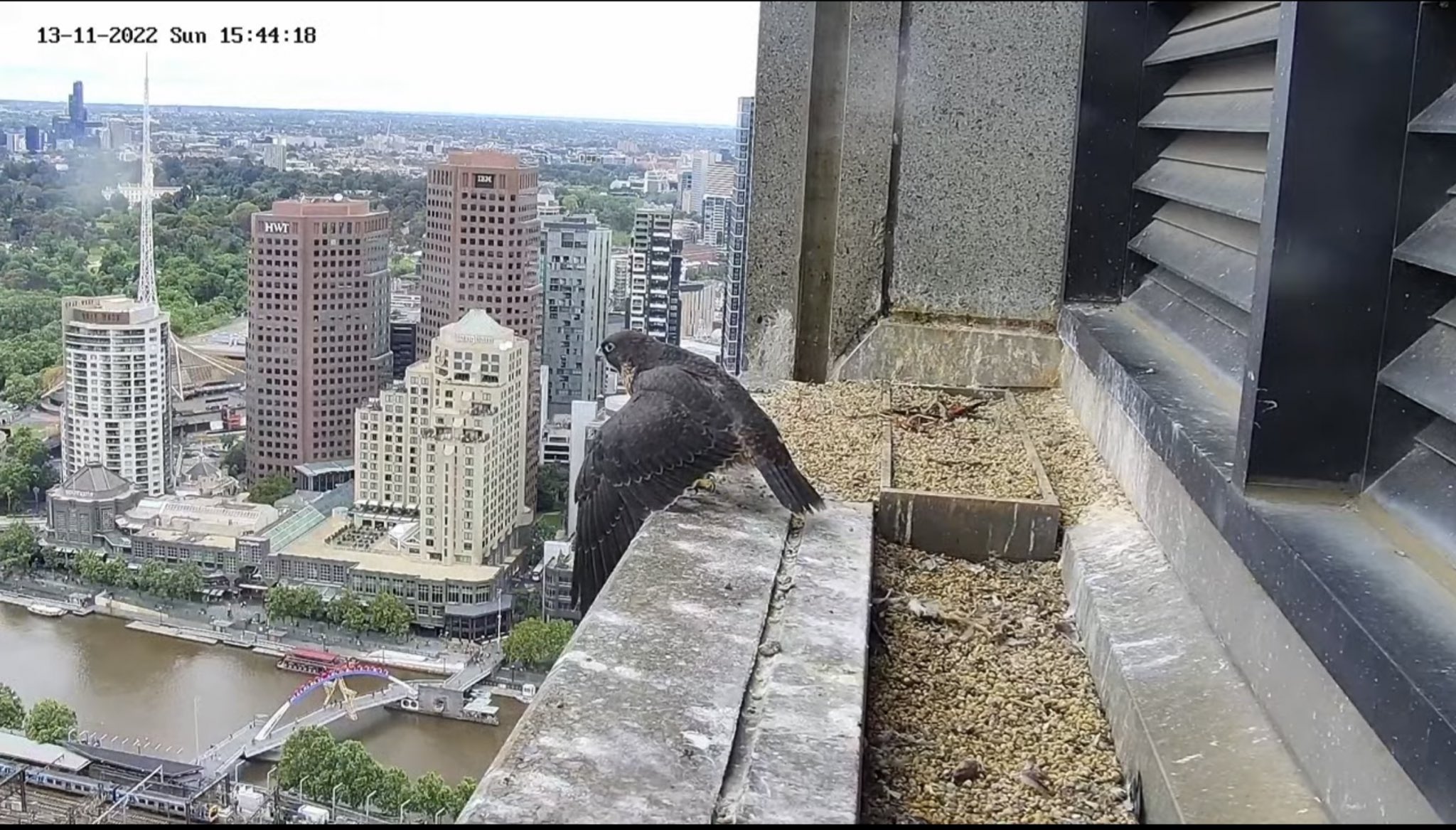 Falcon Watch & Chat (Alison) on Twitter "Melbourne, Australia. 13th