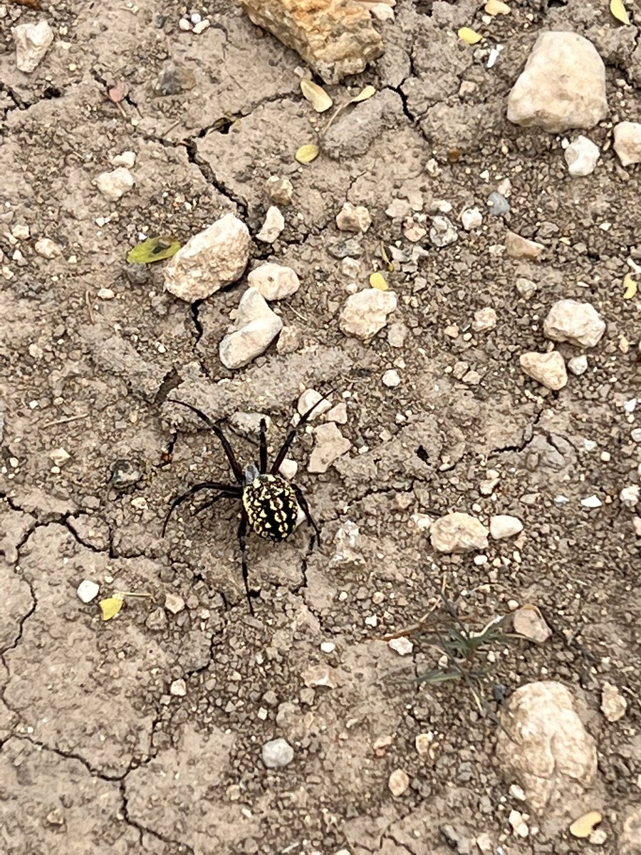 vittoi's tweet photo. @Arachno_Cosas , me encontré esta araña en Marín N.L. será de IM? Saludos. https://t.co/0vUW6ugREn