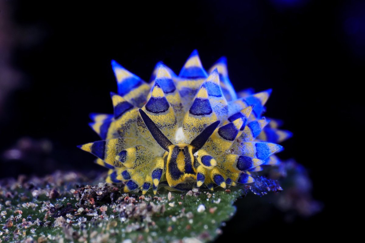 My unique art is back on OpenSea ! opensea.io/assets/ethereu… #underwaterphotography 
#nftcollectors 
#NFTphotographers 
#NFTUnderwater 
#UnderwaterNFT 
#marelux