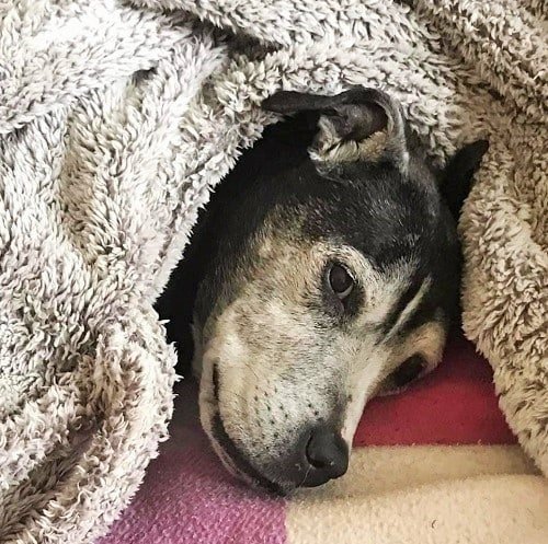 Our GoGo girl had had no interest 😕  She's a dog friendly Staffie but she needs someone around most of the time due to her separation anxiety 

oldies.org.uk/2022/snuggly-g…