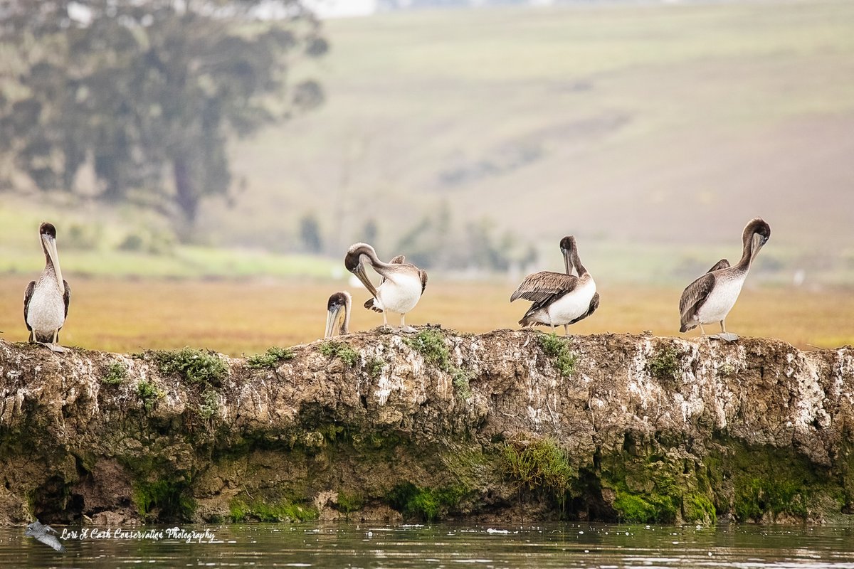 California brown pelicans preening and handing out along a rock ledge at the Elkhorn Slough Estuary in Monterey County, California.

#brownpelicans #Pelicans #birds #elkhornslough #TwitterNatureCommunity #wildlife #nature #photography 

loriacash.com