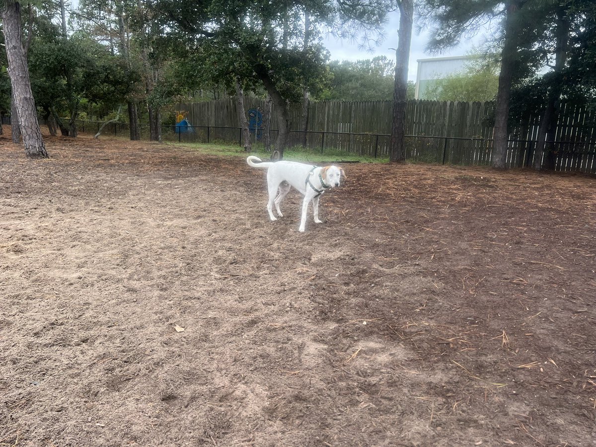WilburDog22's tweet photo. NC friends, Wilbur is lonely and bored. scared of waves and wants to play with some pups. Any suggestions?? #obx #DogsOnTwitter #dogsoftwitter #nc #dogsofobx #dogsofNC #RescueDogs https://t.co/bC2zANAhmZ