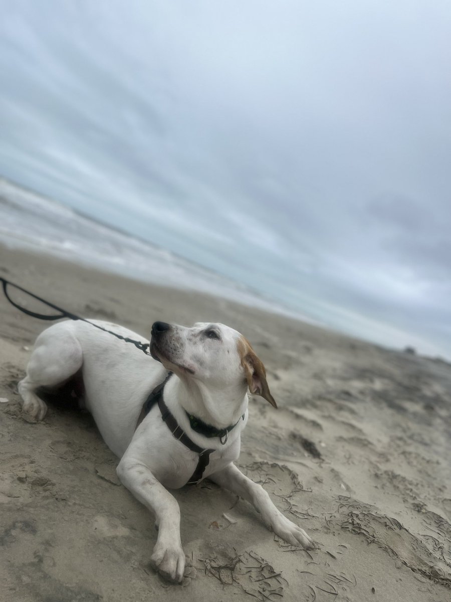 WilburDog22's tweet photo. NC friends, Wilbur is lonely and bored. scared of waves and wants to play with some pups. Any suggestions?? #obx #DogsOnTwitter #dogsoftwitter #nc #dogsofobx #dogsofNC #RescueDogs https://t.co/bC2zANAhmZ