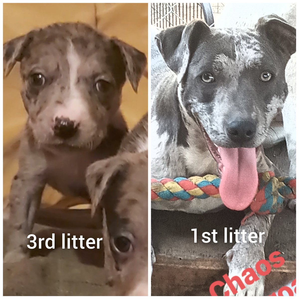 Too much good looking 👌 
#dogsoftwitter