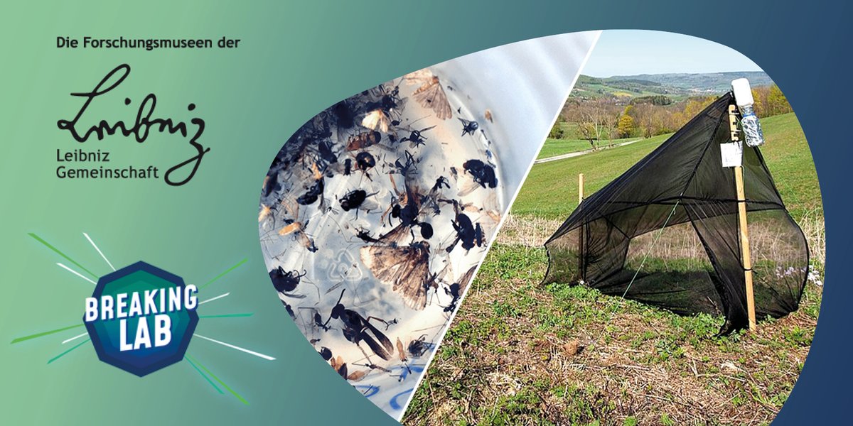 LeibnizWGL's tweet photo. Morgen 18 Uhr live auf YouTube: @jacobbeautemps alias #BreakingLab am #MuseumKoenig @Leibniz_LIB zu #DarkTaxa, #DNABarcoding &amp; mehr im Gespräch mit Expert*innen der #LeibnizMuseen. Stell deine Fragen zum Thema #Biodiversität! Infos &amp; Link zu allen Folgen: https://t.co/jYKOk2scxs https://t.co/A7xAhljRaD