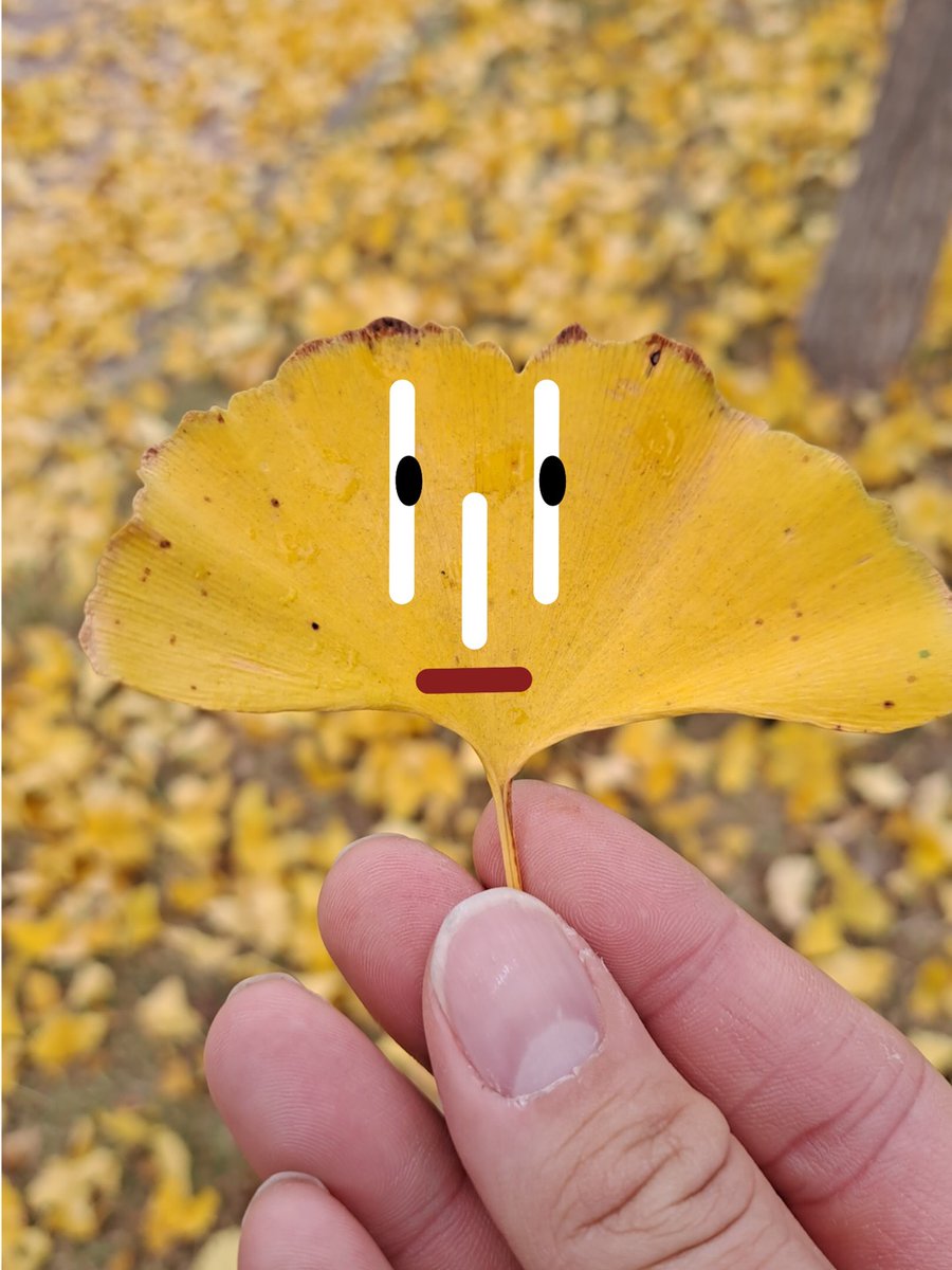 Luka's (❖,❖).edge 🦭 tweet media