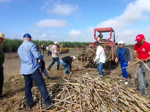 BatistaYanara's tweet photo. Para impulsar la producción cañero azucarera se unen fuerzas y voluntades en #Holguín hombres y mujeres comparten la alegría de ser útiles desde el surco. #CubaViveYTrabaja 
@CubaCentral 
@SerranoIdalmis https://t.co/kwczjOncz4