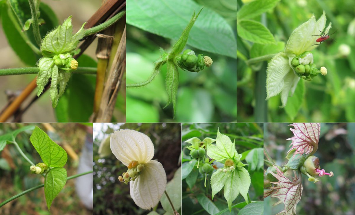 oysteinopedal's tweet image. Check out our latest paper in #AJB @Botanical_, discussing conflicting #selection, #evolvability and constraint in the evolution of #flowers. @Biology_LU
bsapubs.onlinelibrary.wiley.com/doi/10.1002/aj…