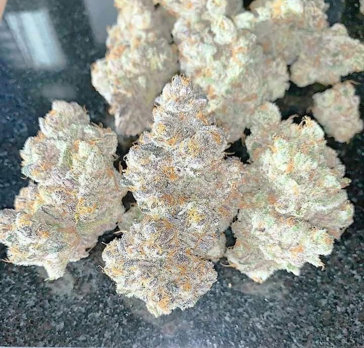 Fernand49034227's tweet photo. 🍁🍁🍁🍁💚
📸420Smokers https://t.co/kQel8kSEyo