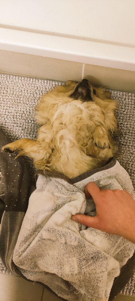 Zur Zeit muss ich nach der großen Gassirunde immer eine "Unterbodenwäsche" über mich ergehen lassen. ☹️

#TwitterRudel | #MastodonRudel
#FediRudel
#Pomeranian
#Zwergspitz
#DogsOfTwitter | #DogsOfMastodon
#FediDogs
#Hund
#FediAnimals
#flausch

pets.contact