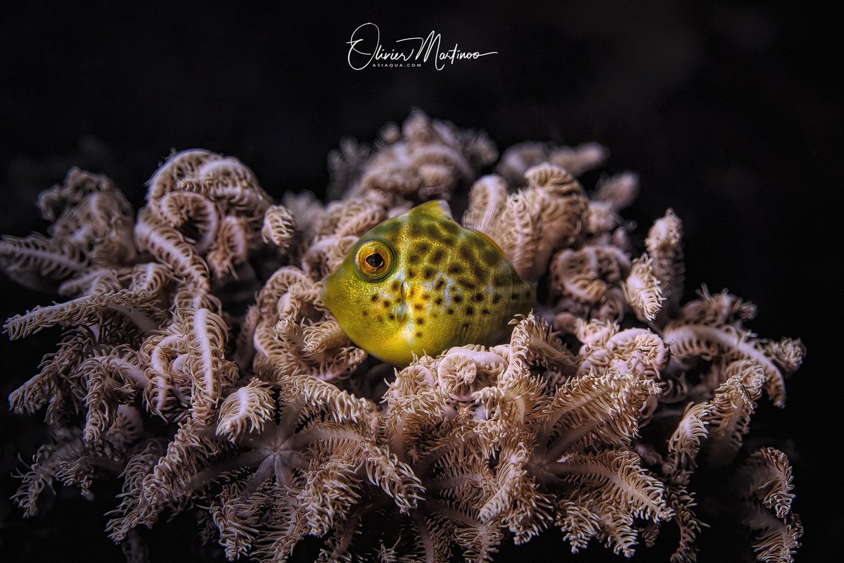 "SHY" from the Timidity Editions is back online on OpenSea 0,050E each ! Last call ! 

opensea.io/assets/ethereu…
#underwaterphotography 
#nftcollectors 
#NFTphotographers 
#NFTUnderwater 
#UnderwaterNFT 
#marelux