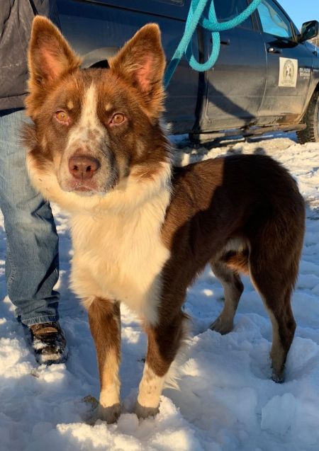 adopt_a_dog_bot's tweet photo. Tabasco is a hunky señior, who can be found near Thayne, WY! Tabasco is a Border Collie, who thinks that drinking water is underrated. #BorderCollie #dogsoftwitter #rescue #adopt #dog #Thayne #Wyoming #WY https://t.co/IGhIPjQyW9 https://t.co/hLpXn2up1K