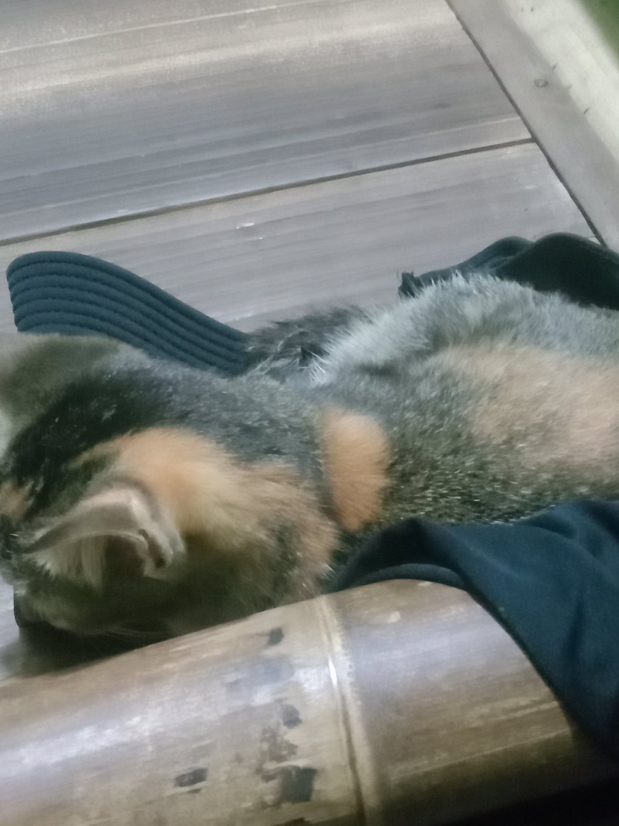 terus bertahan ya boncel? aku tau ini tuh sakit banget bagi kamu, tapi kamu harus tetap bertahan, nanti kalo boncel udh ngga ada, trs mpi main nya sama siapa lagi, selain boncel, boncel udh mpi anggap sebagai ade mpi