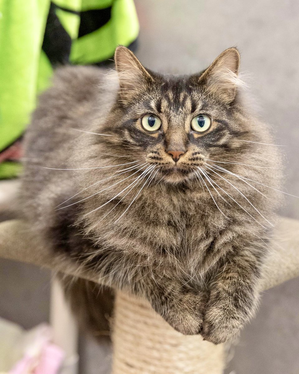Squeeks wants to know if you’ve checked our website lately for some of our stunning cats who are available for adoption? #catsoftwitter linktr.ee/LoudounAnimals