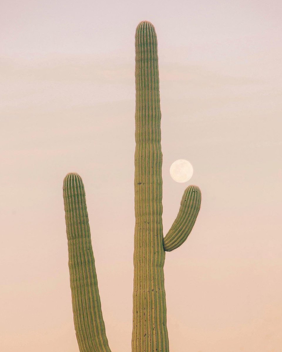 pastel papi tweet media