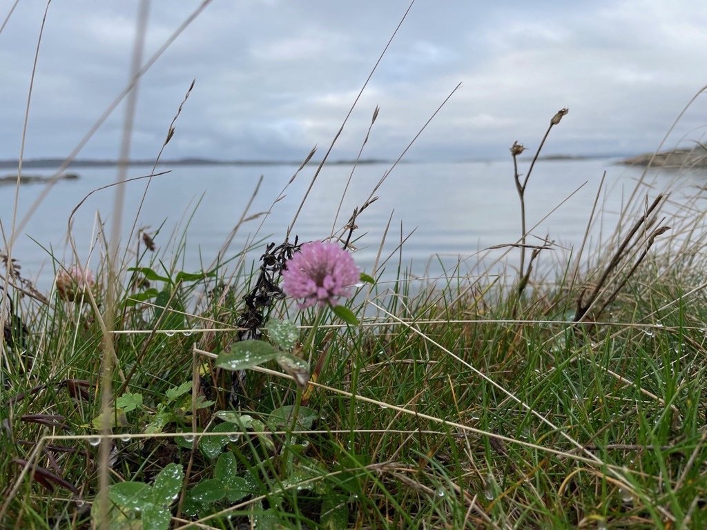 ackostjej's tweet photo. Höstens sista blomma? https://t.co/FqxKaGJCR9