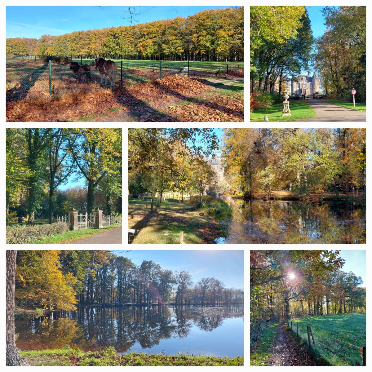 DenPinxter's tweet photo. Herfst rondom #Biljoen #Velp https://t.co/uIT7rsyvHZ