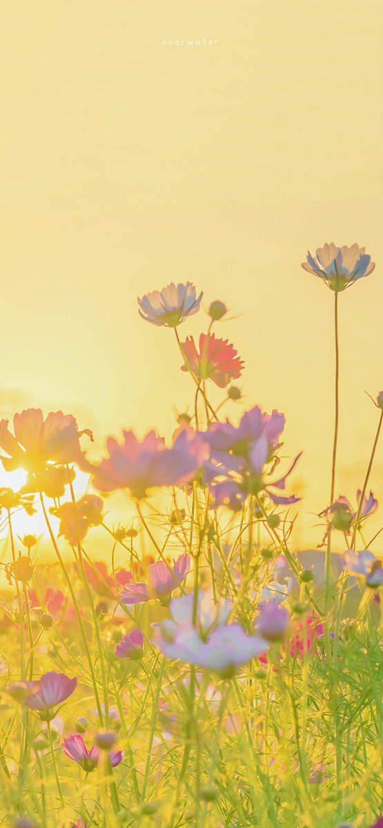 hi_wallpaper's tweet photo. have a good day https://t.co/ymd0seRoOs