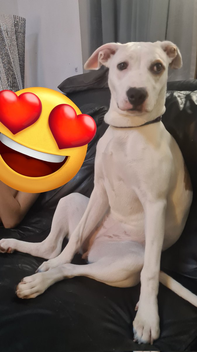 Sits like her mumma owner so ladylike 🤣🤣🤣