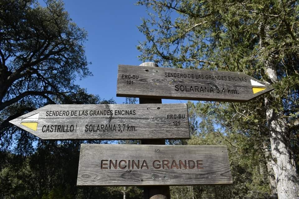 Burgosenelmundo's tweet photo. #Burgosenelmundo Burgos
En pleno Arlanza #Burgos, esta maravilla, la Encina Grande. Una de sus ramas cediรณ por el peso de la nieve en la nevada histรณrica que afectรณ a Burgos y provincia en la Navidad de 2004
Por Andrรฉs Tomรฉ
@tomeandres https://t.co/Bxx94YJIki