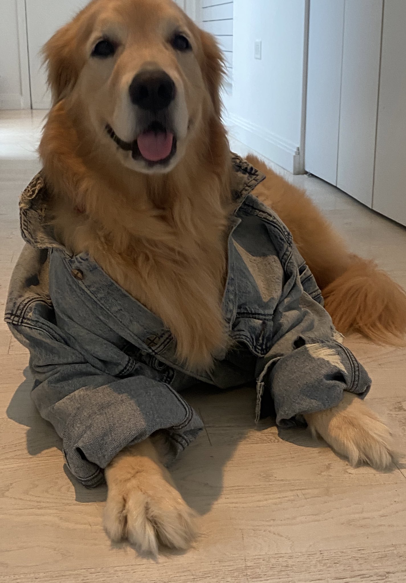Golden Retriever Jacket Golden Retriever Jacket