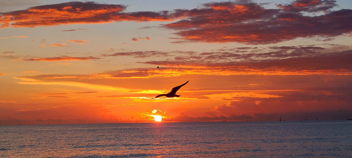 GessnerREAgent's tweet image. Exquisite sunrise this morning 
...beautiful drive to #southbeach packed house ..lots of pups and peeps  having a great time 🐾🐾🌅⛱️🌞 Enjoy your #sundayfunday #followthepinkcar #MiamiBeach #miami #seeitlikeanative