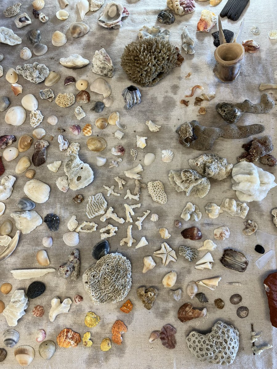 rileywakeup's tweet photo. #southernflorida 🐚 
#turnfloridablue 🧢 https://t.co/nKnPNXvgxB