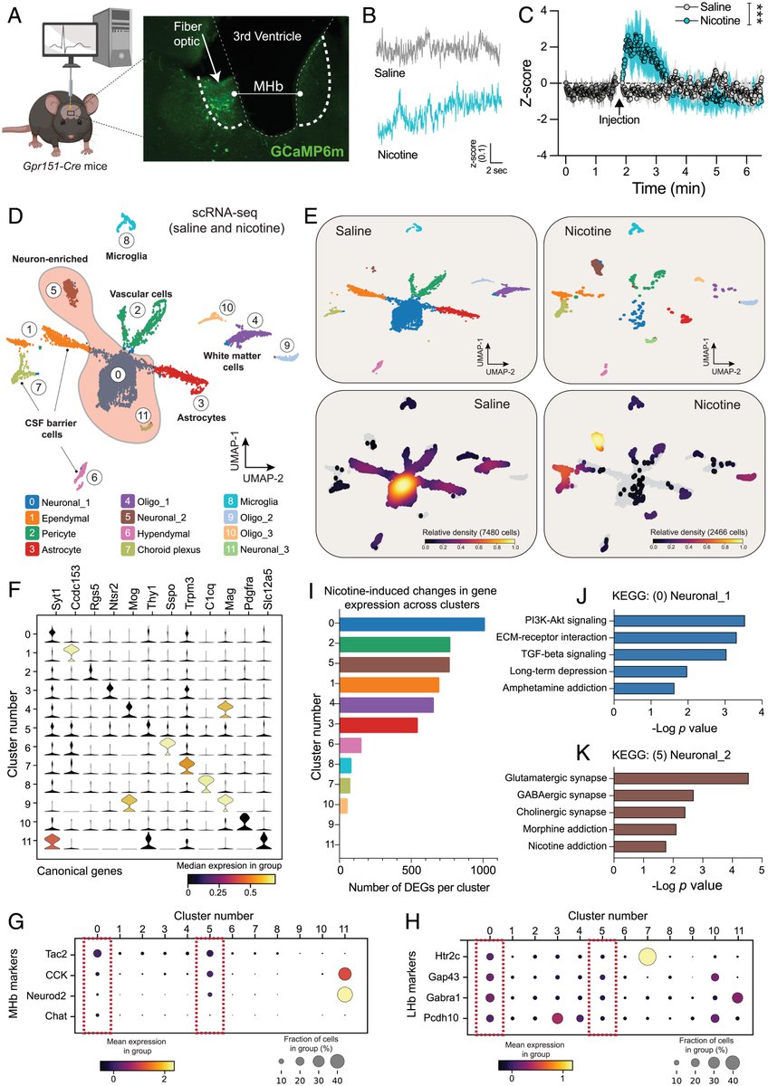 Friedman Brain Institute (@sinaibrain) on Twitter photo NEW STUDY by <a href="/DrSCaligiuri/">Dr. Stephanie Caligiuri</a>! Allelic variation in Hedgehog-interacting protein (HHIP) confers risk of smoking-related #LungDisease. Here Dr. Caligiuri, shows HHIP is expressed in medial habenula, where it regulates motivational properties of #Nicotine👉 pnas.org/doi/10.1073/pn… NEW STUDY by <a href="/DrSCaligiuri/">Dr. Stephanie Caligiuri</a>! Allelic variation in Hedgehog-interacting protein (HHIP) confers risk of smoking-related #LungDisease. Here Dr. Caligiuri, shows HHIP is expressed in medial habenula, where it regulates motivational properties of #Nicotine👉 pnas.org/doi/10.1073/pn…