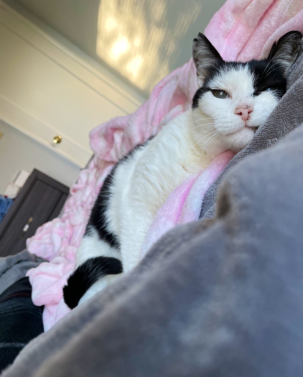 feral cat begrudgingly realizes he loves soft pink blankets and cuddling