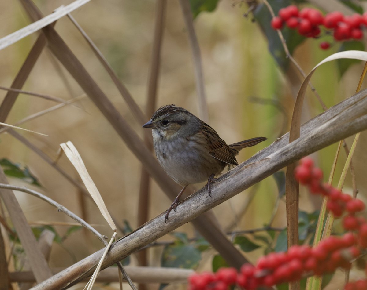 kyle_odonnell_'s tweet photo. A swamp sparrow (at least, according to Merlin)

#photography #nature #naturephotography #wildlifephotography 
#birds #birdtwitter #birdsofma https://t.co/wJMEXF2fO0