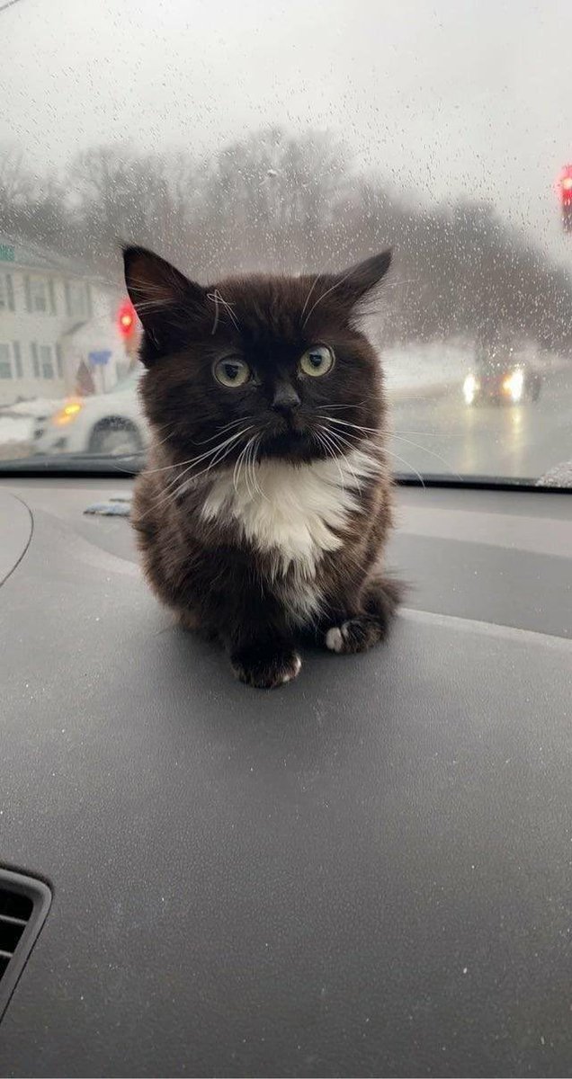 созвездие бомжа tweet media