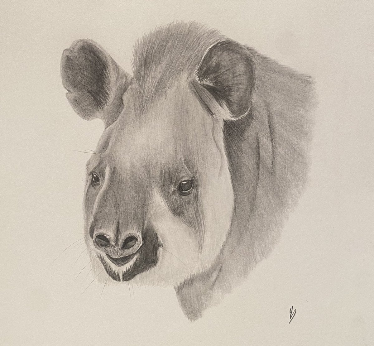 philantrhxpe's tweet photo. Tapir 

#tapir  #dessin #drawing #art #drawingwithadhd #realistic https://t.co/xh5UL86xu7