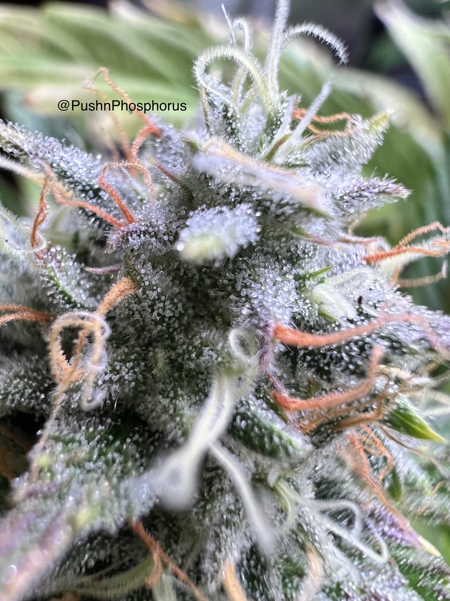 PushnPhosphorus's tweet photo. Day 48:Twisted Tree AutoFlowers
2x Nova OG F5s 2x Twisted Menagerie F3s
Grown in @coastofmaineorg SSB
Follow some cool people
@CG_Grow
@Sungrowsmary
@greenleopard420
YouTubers:
@419show @ExtractedVideo @GrowDaddyTV
#Membervile #WeedLovers #Marijuana #OnlyAutos #Cannabis https://t.co/GnM7fNQg7M