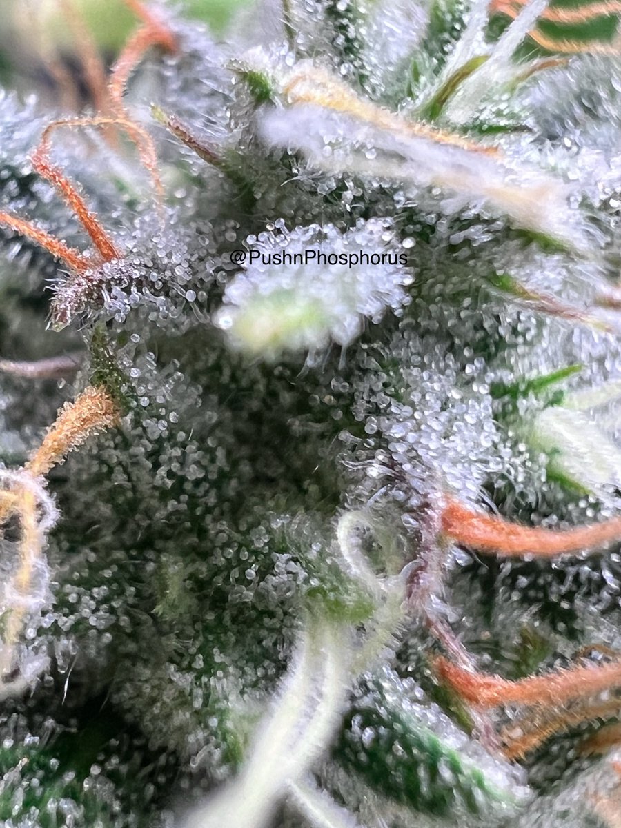 PushnPhosphorus's tweet photo. Day 48:Twisted Tree AutoFlowers
2x Nova OG F5s 2x Twisted Menagerie F3s
Grown in @coastofmaineorg SSB
Follow some cool people
@CG_Grow
@Sungrowsmary
@greenleopard420
YouTubers:
@419show @ExtractedVideo @GrowDaddyTV
#Membervile #WeedLovers #Marijuana #OnlyAutos #Cannabis https://t.co/GnM7fNQg7M