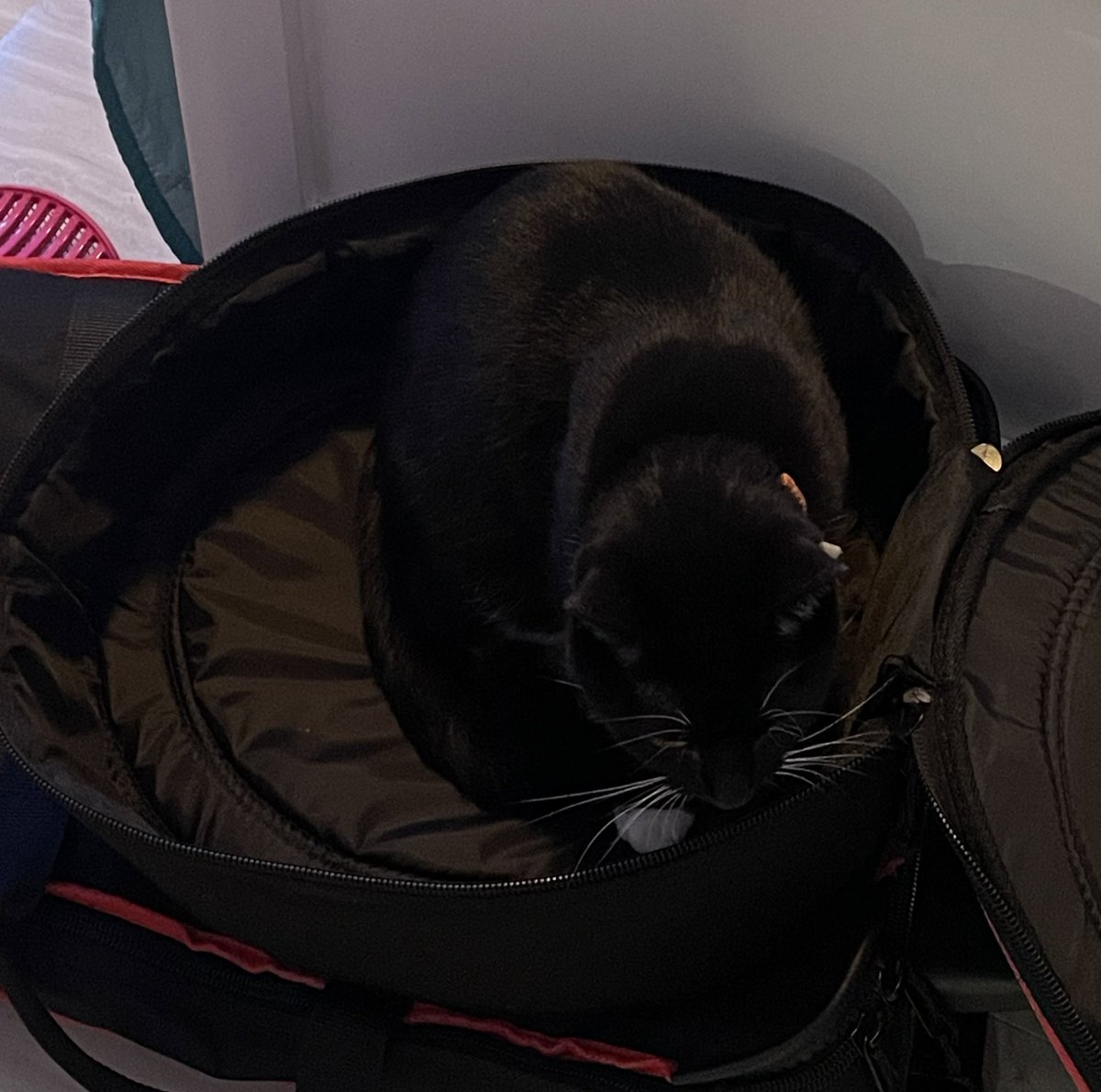 Comfy #CatsofTwittter #CatsOfTwitter