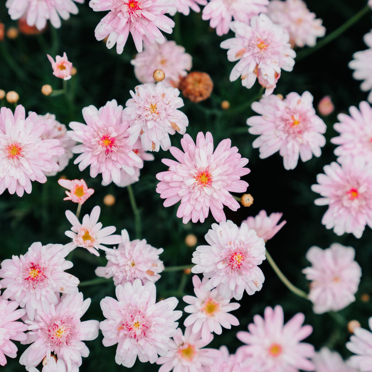 themkfz's tweet photo. Berbunga2 topi ku 
#bunga #Flowers https://t.co/2KbvlzdMPf