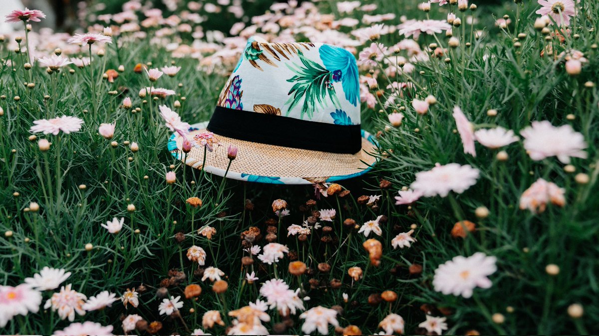themkfz's tweet photo. Berbunga2 topi ku 
#bunga #Flowers https://t.co/2KbvlzdMPf