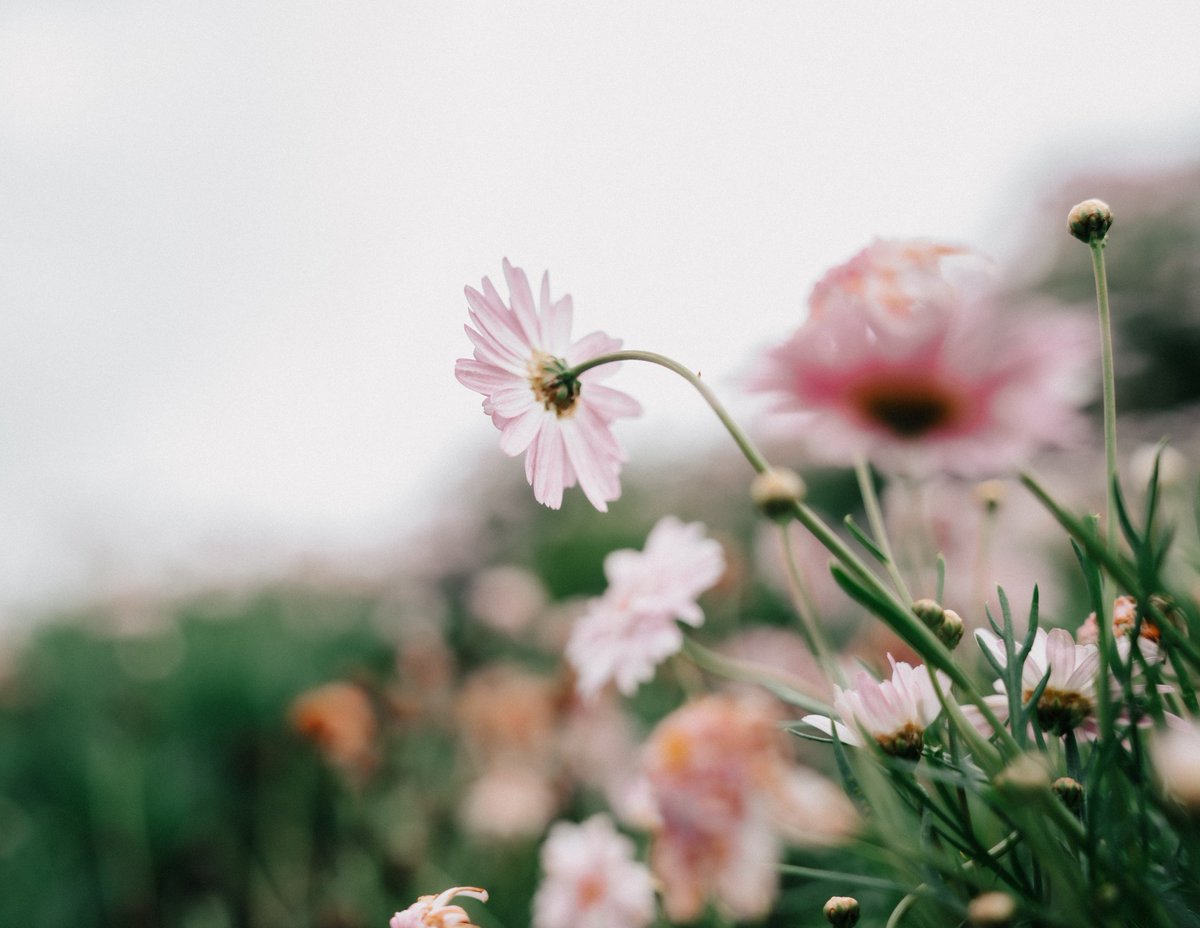 themkfz's tweet photo. Berbunga2 topi ku 
#bunga #Flowers https://t.co/2KbvlzdMPf
